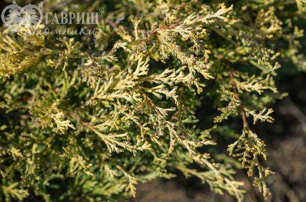 Купить можжевельник горизонтальный lime glow деревья и растения