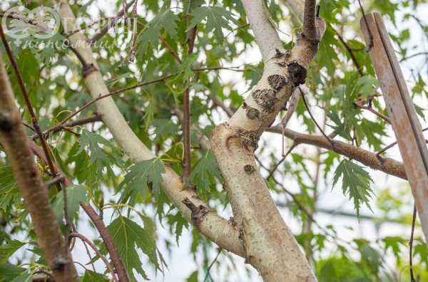 Саженцы береза плакучая laciniata (var. dalecarlica )