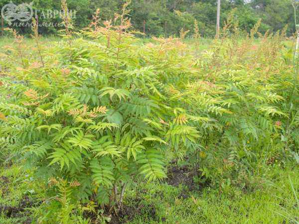 саженцы Рябинник рябинолистный Sem