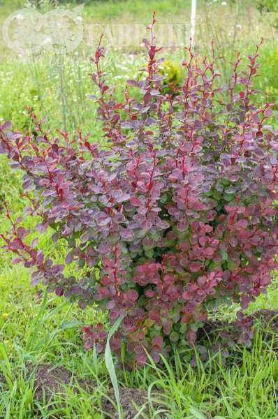 саженцы Барбарис Тунберга Golden Ring