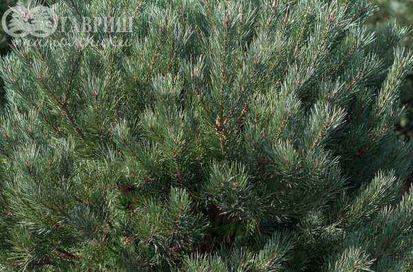 Купить сосна обыкновенная watereri деревья и растения