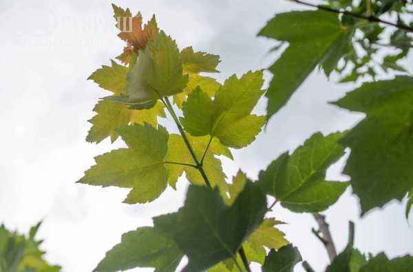 Саженцы клён красный red sunset (franksred)