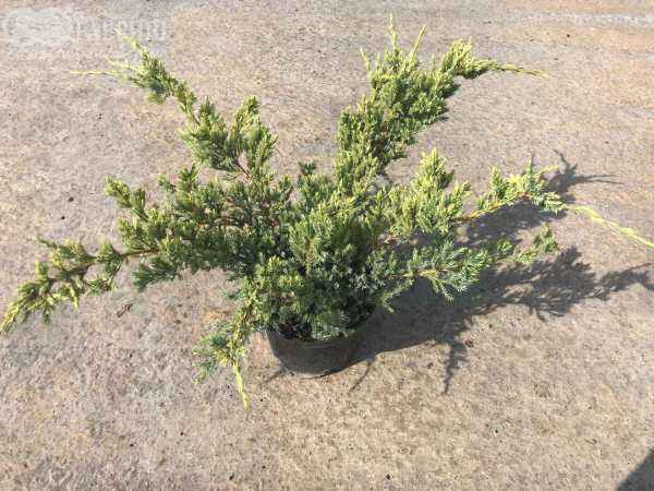 Купить можжевельник чешуйчатый holger деревья и растения