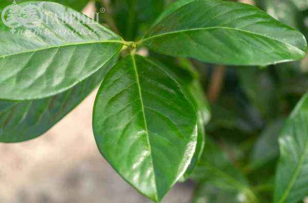 саженцы Лавровишня