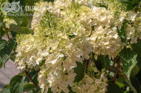 саженцы Гортензия метельчатая Candlelight