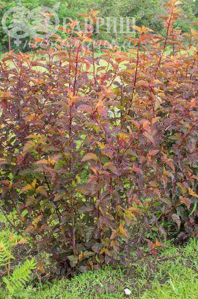 саженцы Пузыреплодник калинолистный Diable D'Or