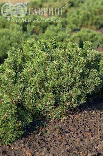 Купить сосна горная mughus деревья и растения