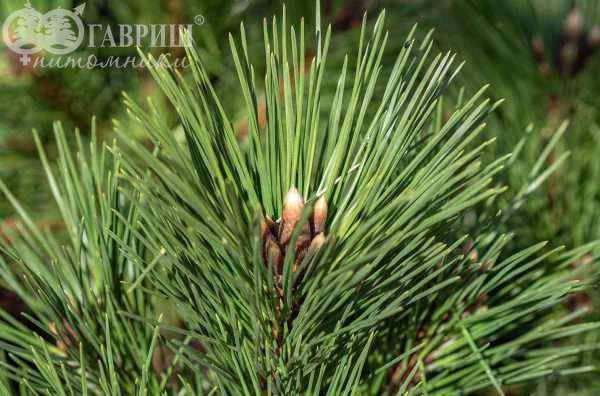 Купить сосна тунберга sayonara деревья и растения