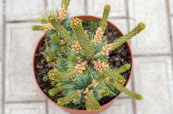 Купить сосна мелкоцветковая fukai деревья и растения