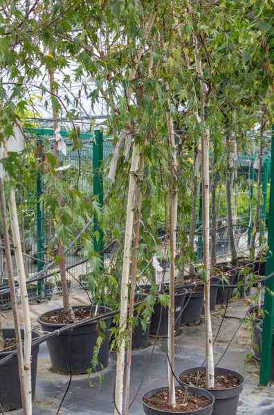 Саженцы береза плакучая laciniata (var. dalecarlica )