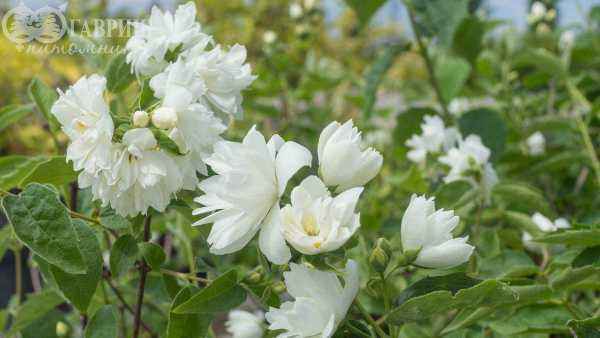 саженцы Чубушник Bialy Karzel