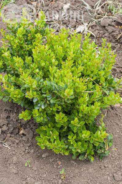 саженцы Барбарис Тунберга Kobold