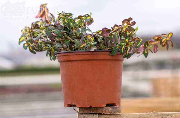 саженцы Бересклет Форчуна Interbolwi