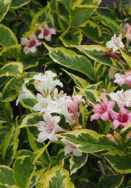 саженцы Вейгела цветущая Nana Variegata