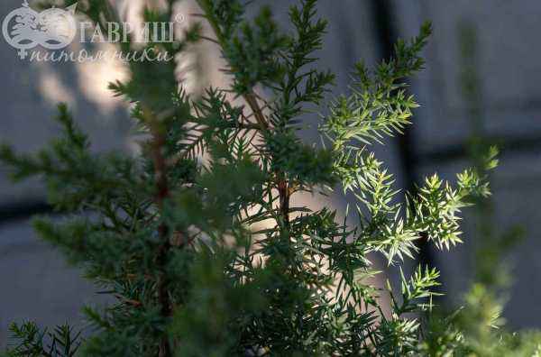 Купить можжевельник китайский monarch деревья и растения