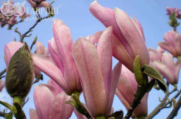 Саженцы магнолия heaven scent