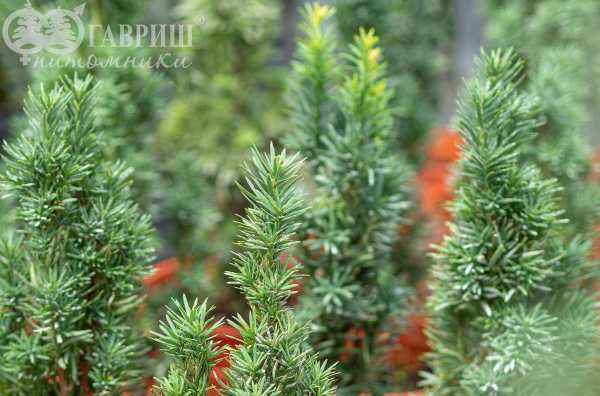 Купить тис ягодный fastigiata robusta деревья и растения