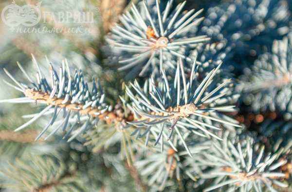 Купить ель колючая fat albert деревья и растения