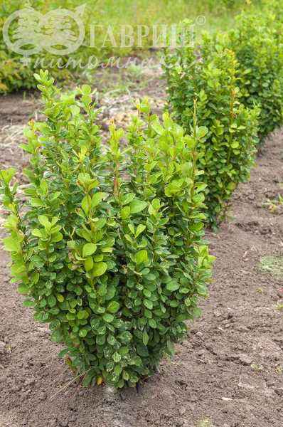 саженцы Барбарис Тунберга Powwow