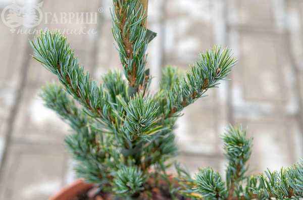 Купить сосна мелкоцветковая shizukagoten деревья и растения