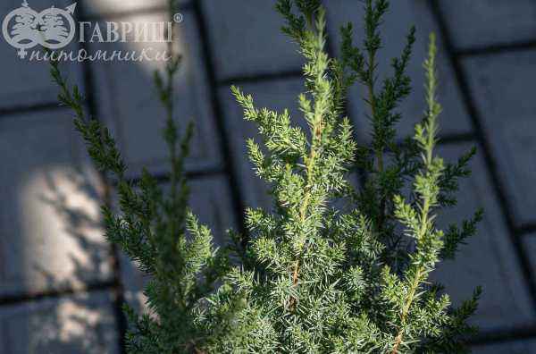 Купить можжевельник китайский monarch деревья и растения