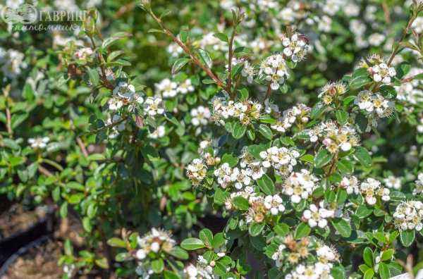 саженцы Кизильник гибридный Coral Beauty
