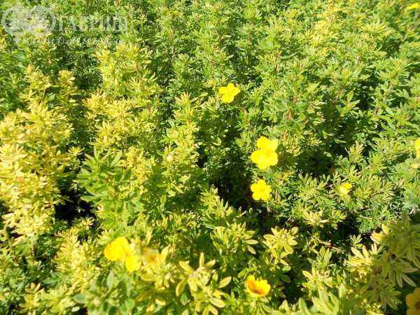 саженцы Лапчатка кустарниковая Goldfinger