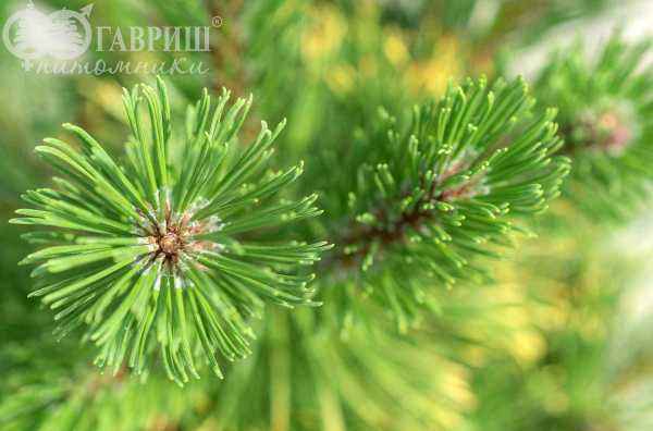 Купить сосна горная ophir деревья и растения