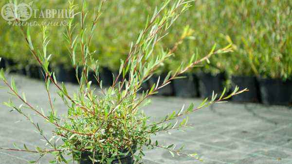 саженцы Ива пурпурная Nana