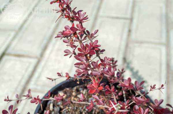 саженцы Барбарис Тунберга Carmen