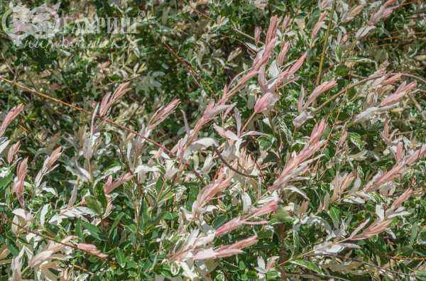 саженцы Ива цельнолистная Hakuro-nishiki (Albovariegata)