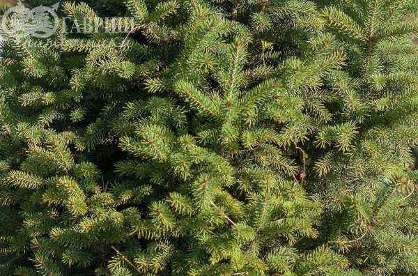 Купить ель канадская cinderella деревья и растения