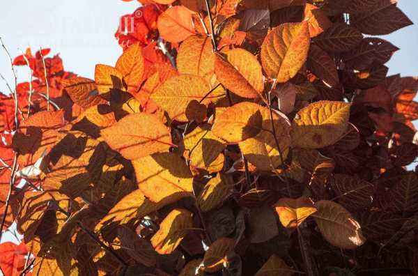 Саженцы слива растопыренная nigra