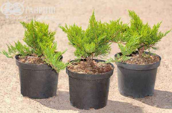 Купить можжевельник казацкий tamariscifolia деревья и растения