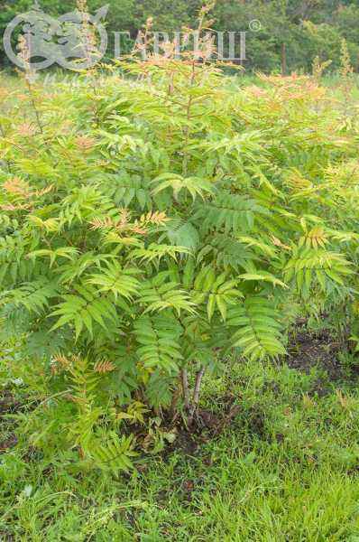 саженцы Рябинник рябинолистный Sem