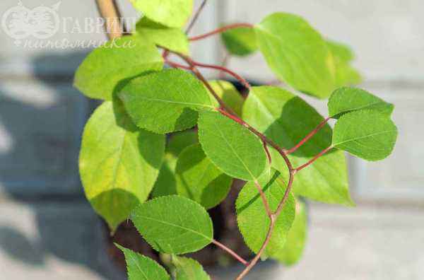 саженцы Актинидия Аргута (острая) Weiki