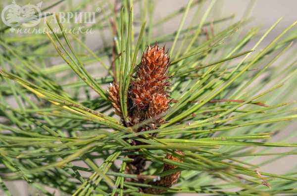 Купить сосна джеффри joppi деревья и растения