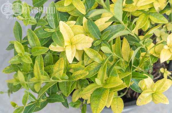 саженцы Барвинок малый Mariе