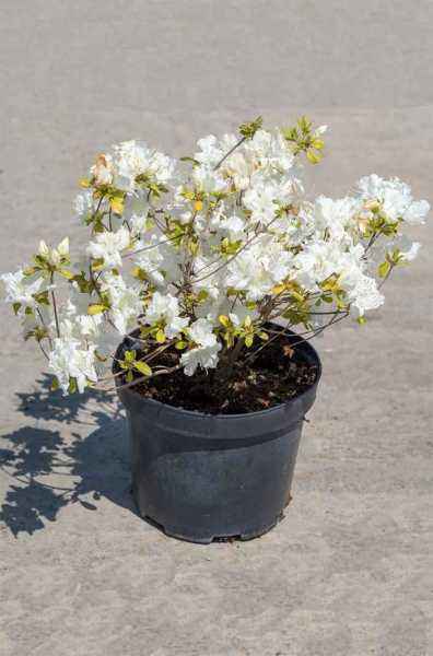 саженцы Азалия японская Schneesturm