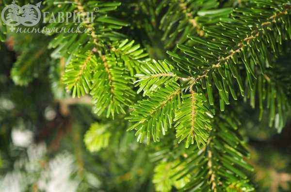 Купить пихта кавказская (нордмана) деревья и растения