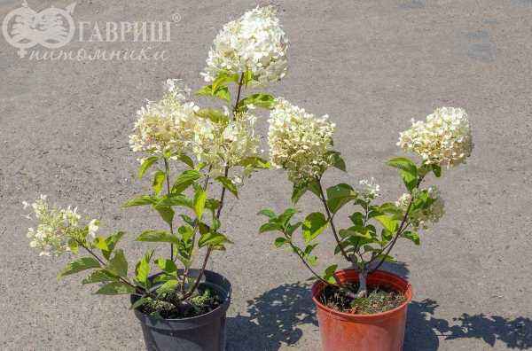 саженцы Гортензия метельчатая Levana