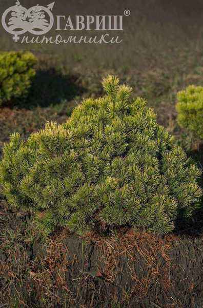 Купить сосна черная spielberg деревья и растения