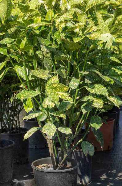 саженцы Аукуба (золотое дерево)