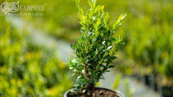 саженцы Самшит вечнозеленый