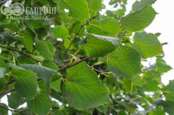 Саженцы липа мелколистная (сердцевидная) greenspire