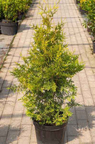 Купить туя западная голден брабант деревья и растения