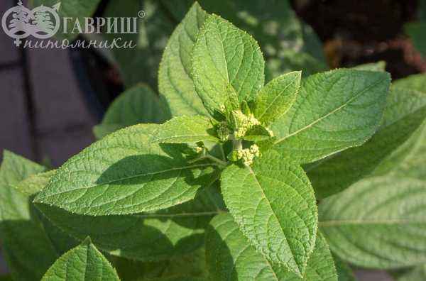 саженцы Гортензия метельчатая Candlelight