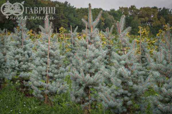 Купить ель колючая iseli fastigiata деревья и растения