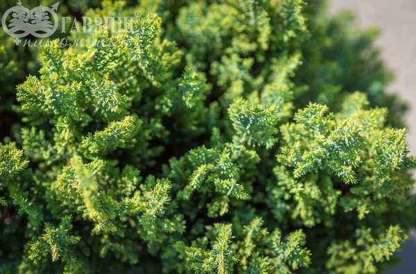 Купить кипарисовик лавсона stewartii деревья и растения