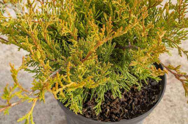 Купить можжевельник средний mordigan gold деревья и растения